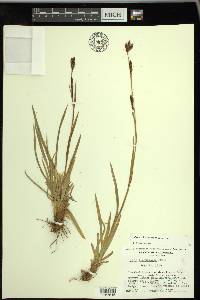 Carex fissuricola image