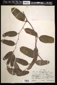 Smilax laurifolia image