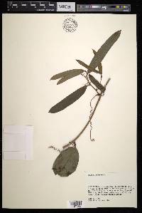 Smilax laurifolia image