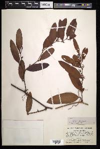 Smilax laurifolia image