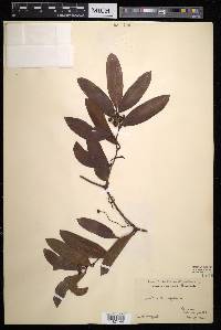 Smilax laurifolia image