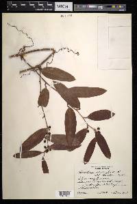 Smilax laurifolia image