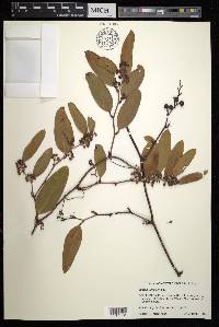 Smilax laurifolia image