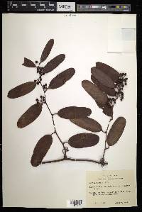 Smilax laurifolia image