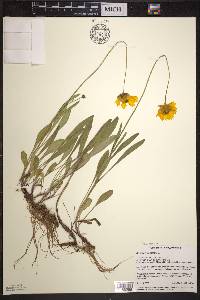 Coreopsis lanceolata image