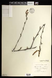 Betula alleghaniensis image