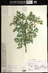 Caragana arborescens image