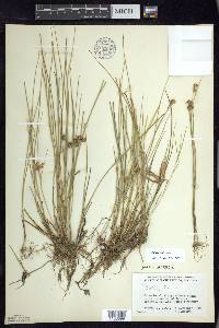 Juncus nodosus image