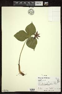 Trillium erectum image