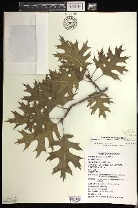 Quercus shumardii image