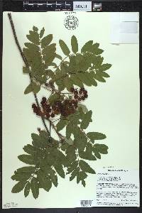 Sorbus aucuparia image