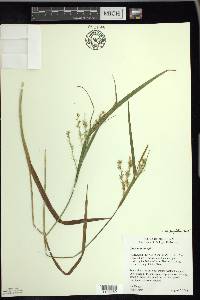 Carex schweinitzii image