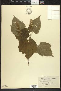 Acer spicatum image