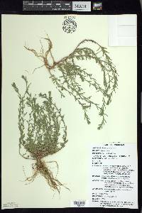 Lythrum hyssopifolia image