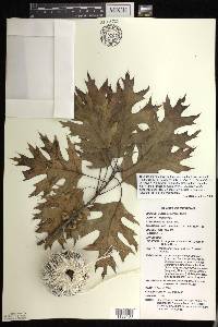 Quercus shumardii image