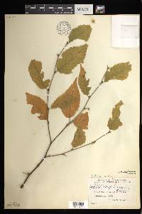 Betula alleghaniensis image