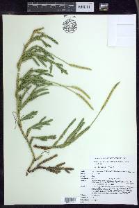 Lycopodium lagopus image