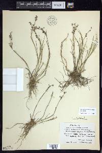 Juncus articulatus image