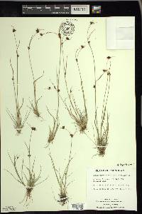 Rhynchospora capitellata image