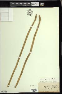 Eleocharis equisetoides image