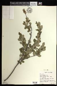 Betula pumila image