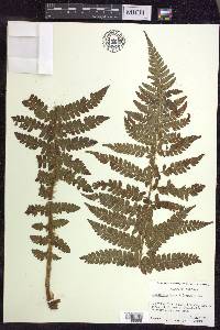 Polystichum braunii image