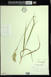 Lolium arundinaceum image