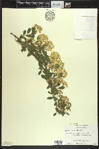 Spiraea × vanhouttei image