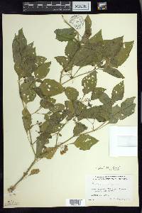 Solanum ptychanthum image