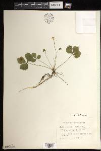 Coptis trifolia image