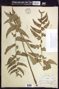 Dryopteris clintoniana image