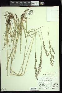 Lolium arundinaceum image