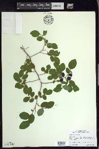 Vaccinium ovalifolium image