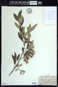 Salix serissima image