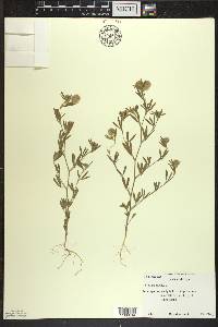 Trifolium arvense image