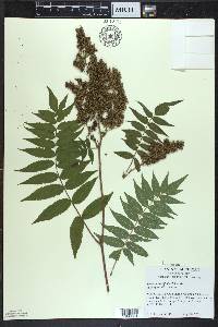 Sorbaria sorbifolia image
