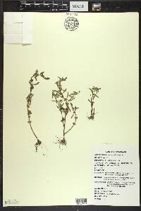 Rotala ramosior image