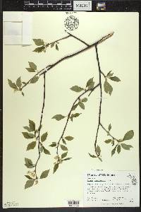 Prunus pensylvanica image