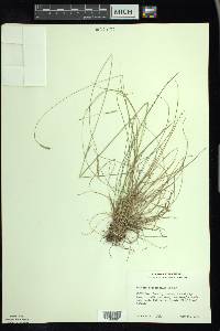 Festuca occidentalis image