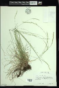 Festuca occidentalis image