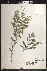 Lithospermum canescens image