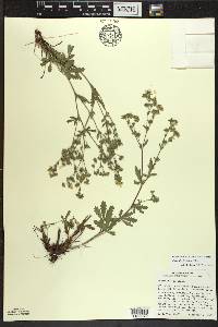 Potentilla inclinata image