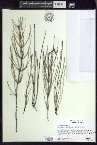 Equisetum palustre image