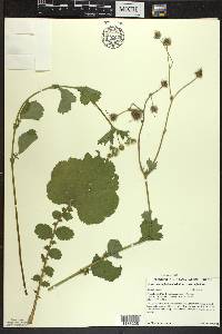 Geum macrophyllum image