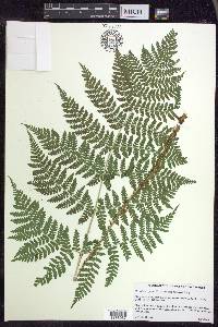 Dryopteris expansa image