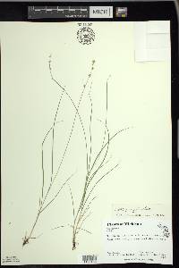 Carex radiata image