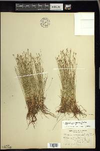 Eleocharis quinqueflora image