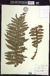 Polystichum braunii image