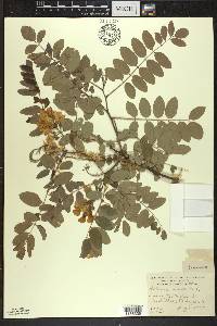 Robinia viscosa image