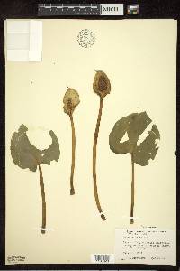 Calla palustris image